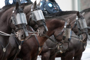 Polizeipferde statt Planstellen? Kickl vertreibt Polizei-BewerberInnen und kürzt bei Kärntner Polizei